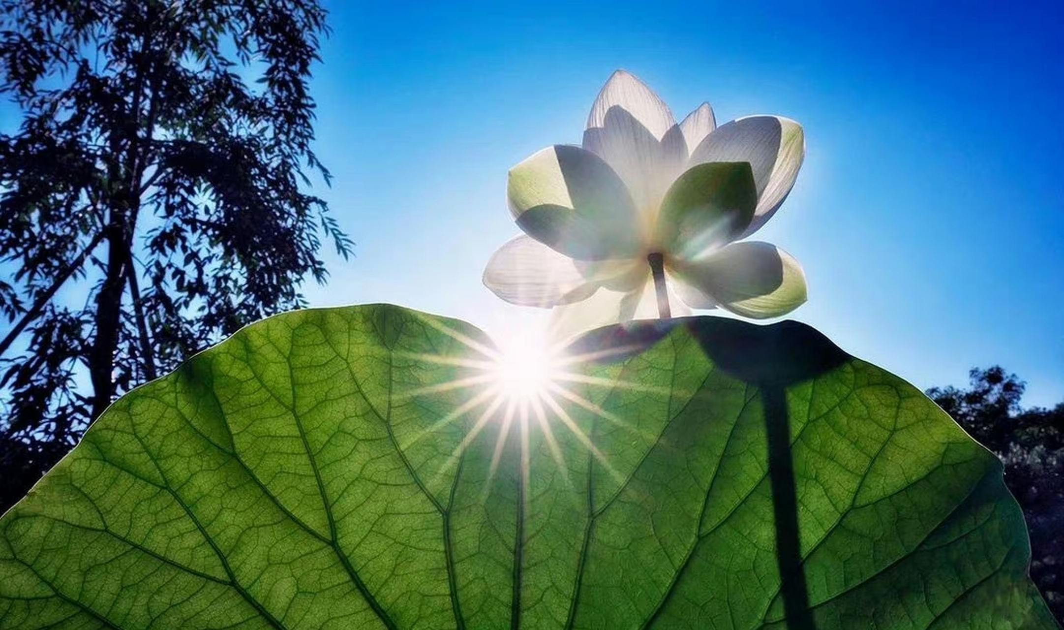 阳光下的荷花,真美! 正能量在奋斗,在追求.