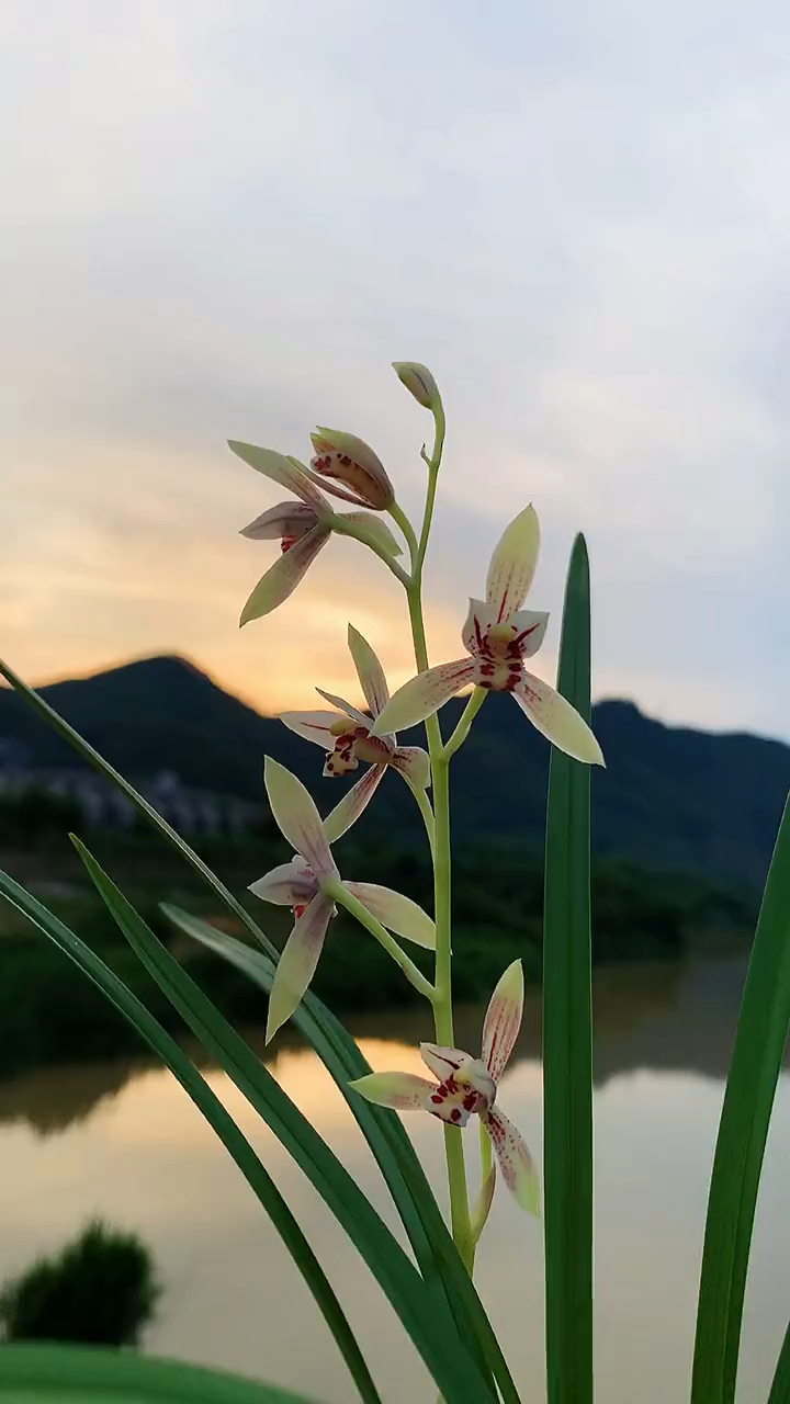 建兰白花彩心云卉