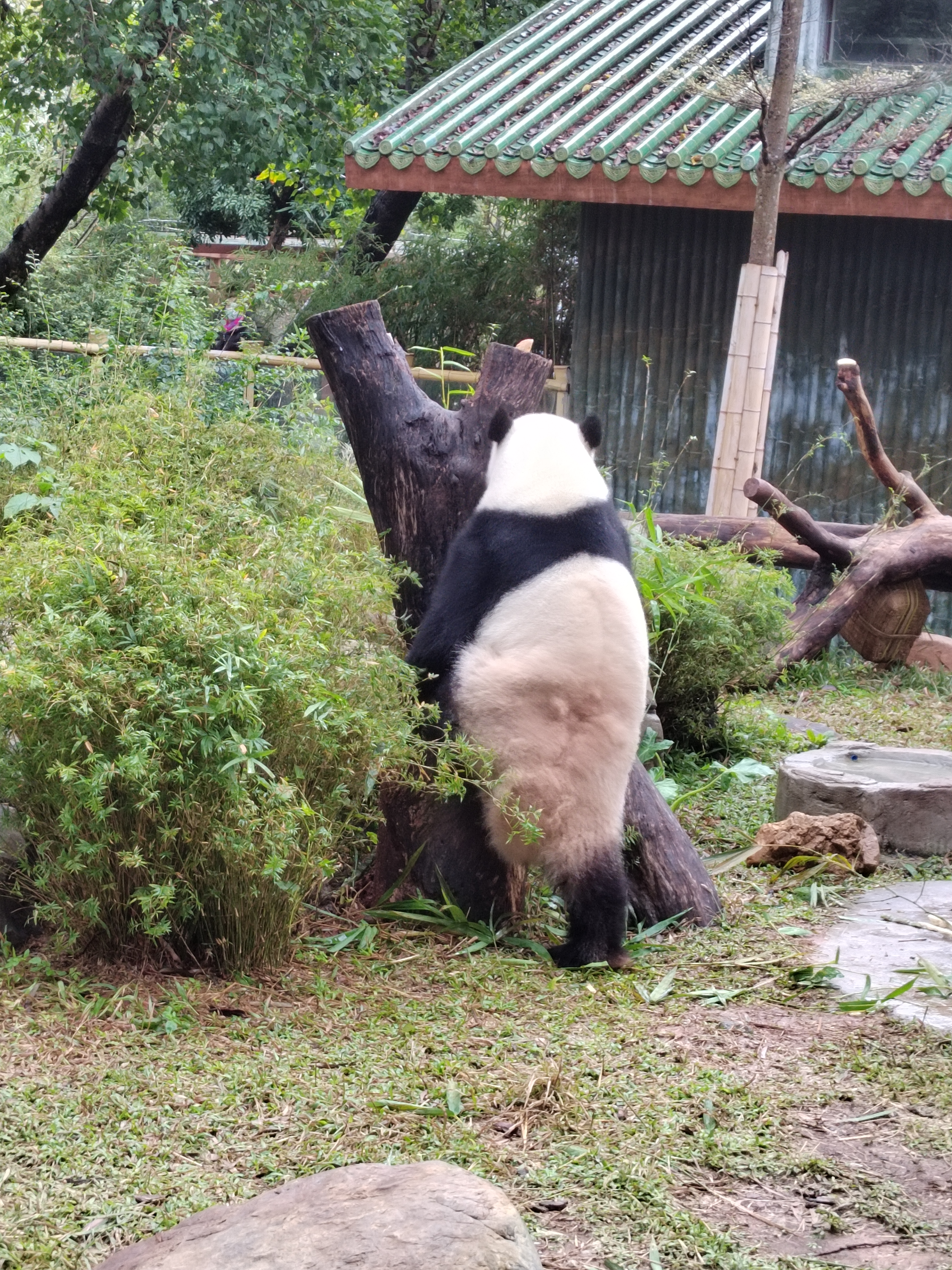 廣州動物園大熊貓