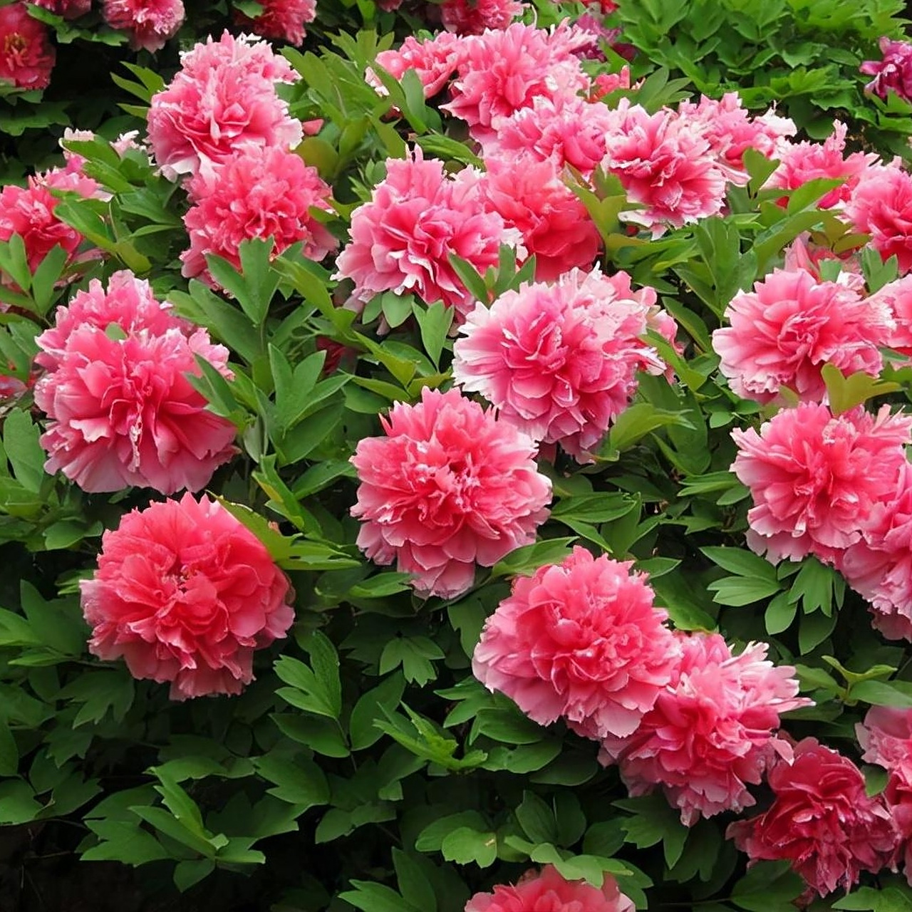 15美不胜收07花朵粉红香气怡人97染成芳艳眼前春909090