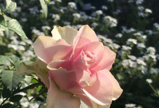 月季花伊芙六号、天使之吻、四度芬芳、胭脂香水