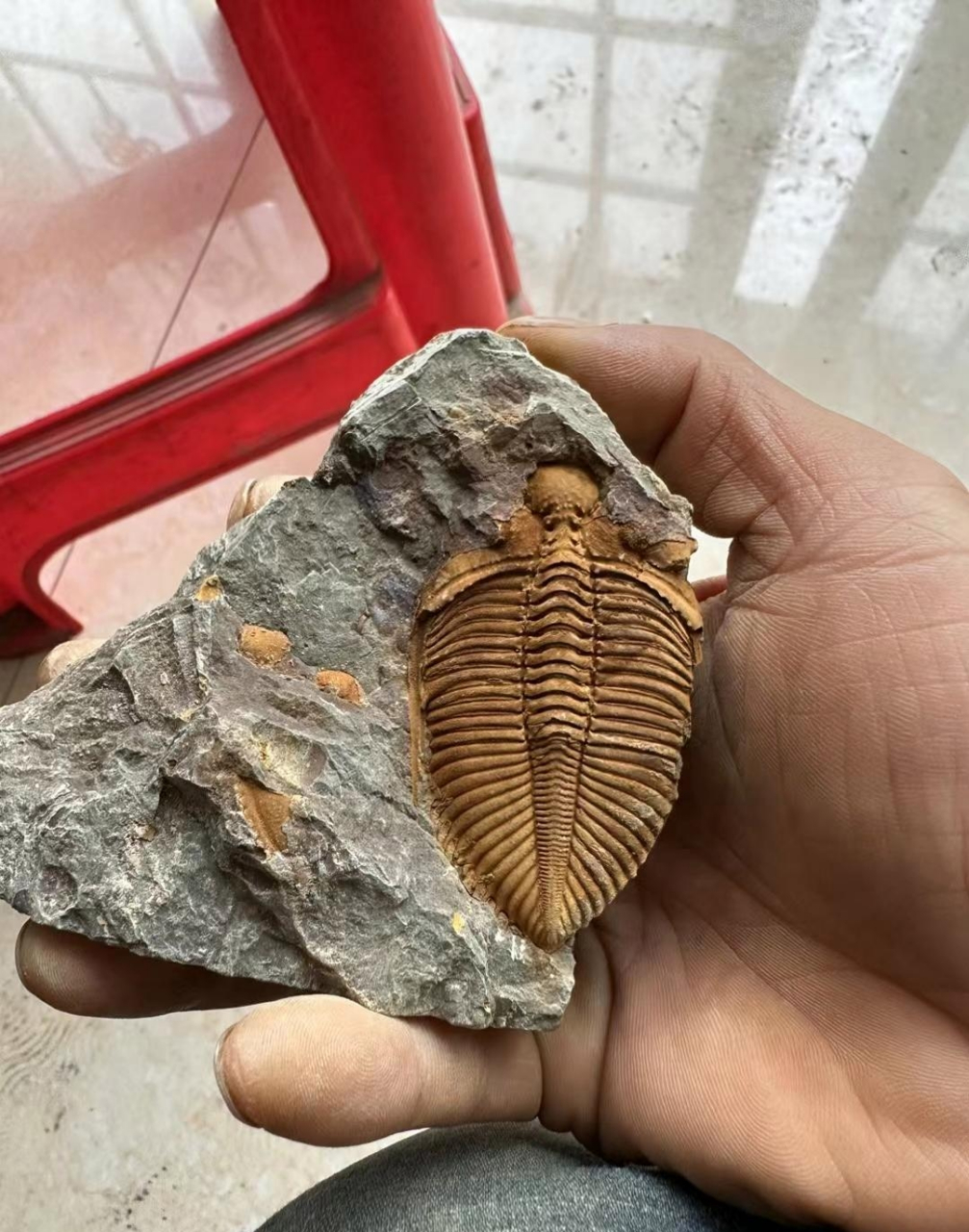 化石# #我要上热门