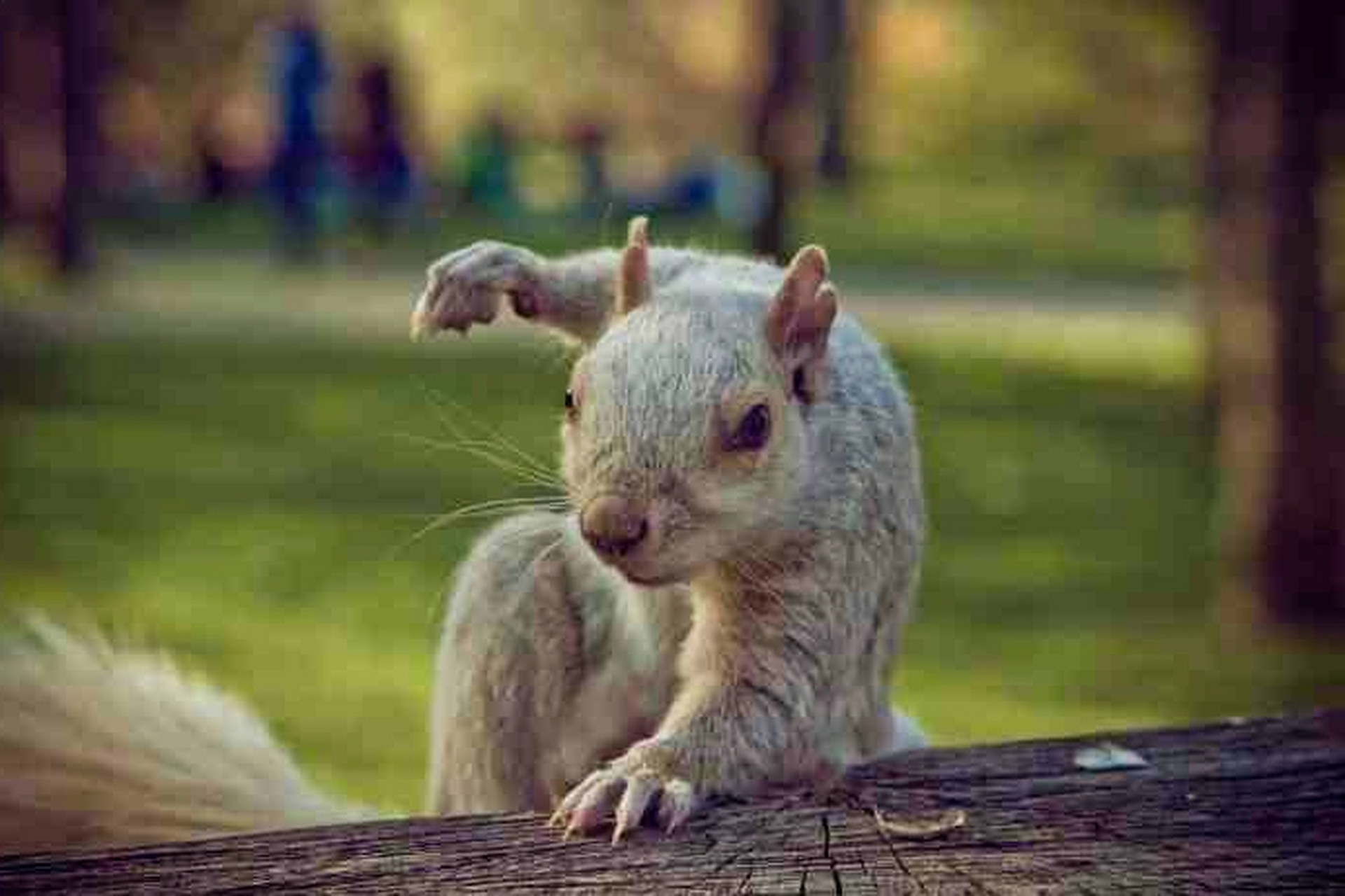 松鼠落地时的动作,像不像超级英雄?