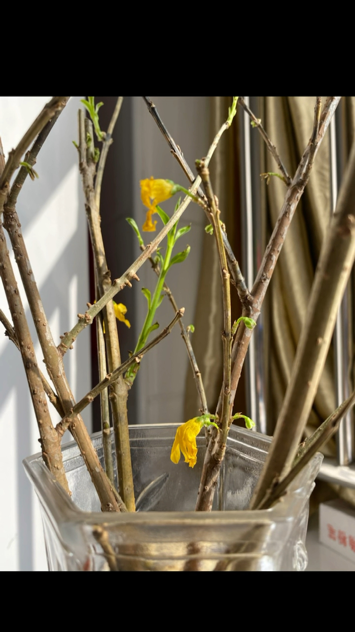 1月发芽,2月开花,3月绽放.努力就会有收获!