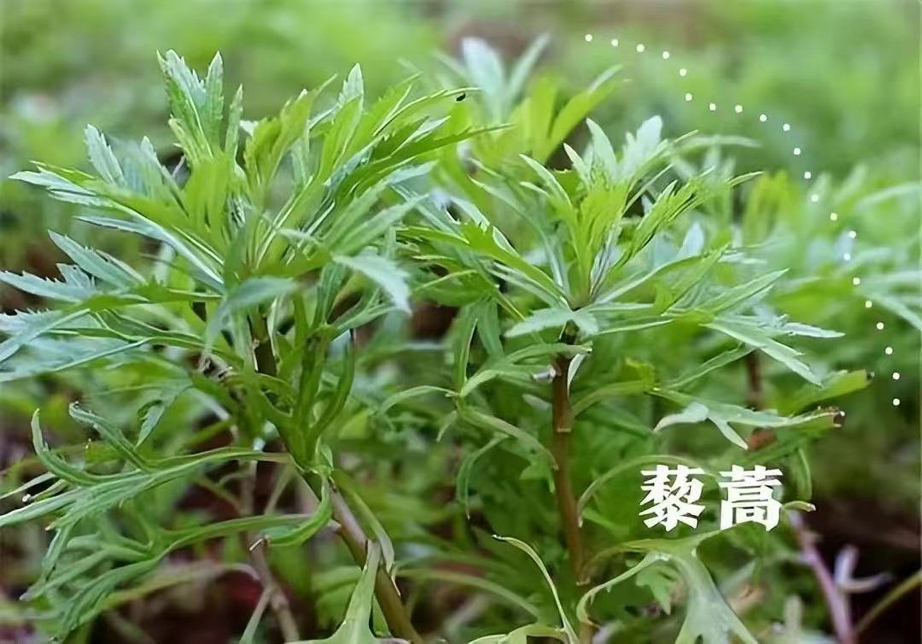 藜蒿好处有4点,牛皮癣朋友建议吃一吃!