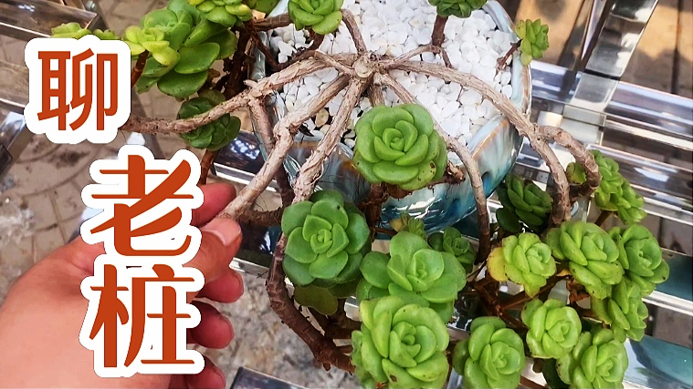 你知道多肉老桩有哪些种类么?一起聊聊关于老桩养成方法和技巧
