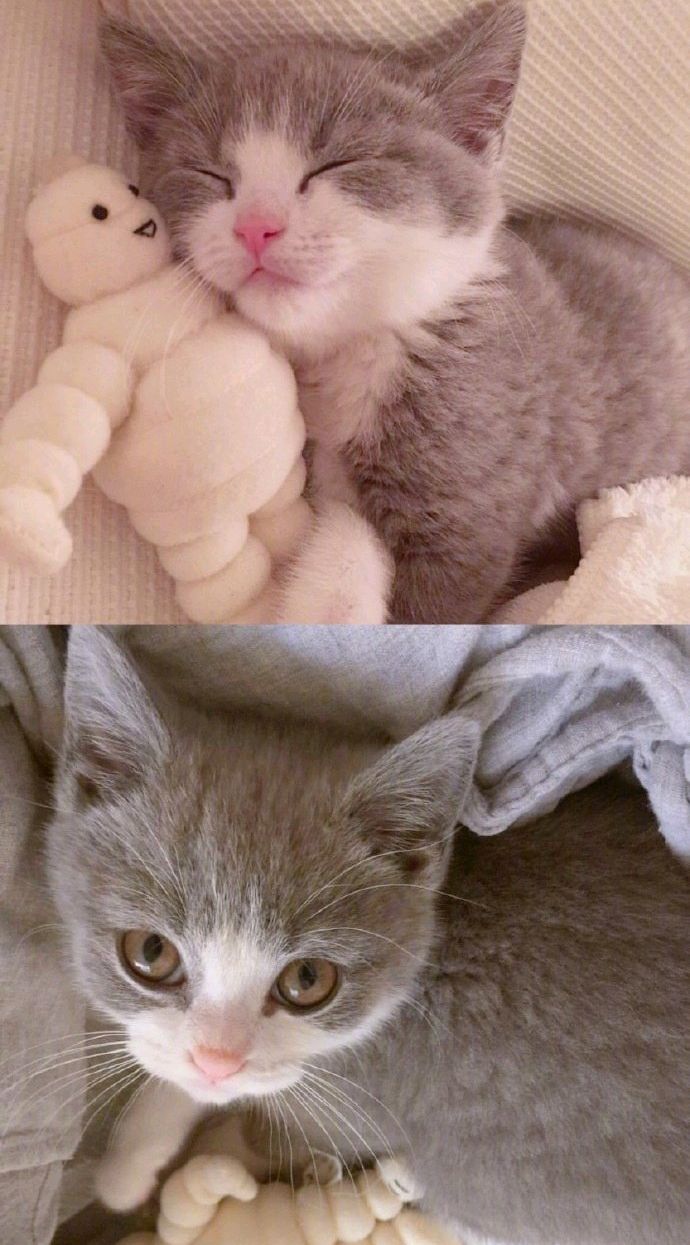 可爱的喵喵 萌萌的喵喵