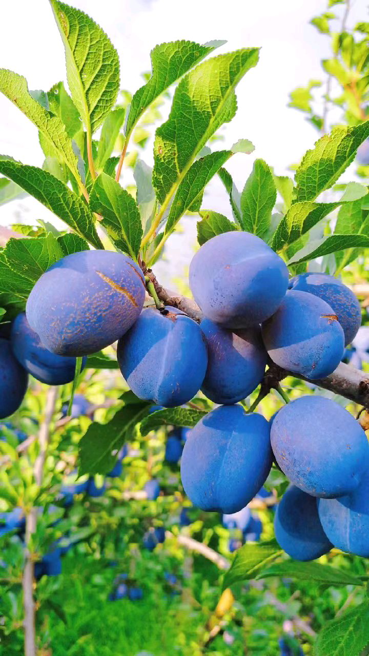 西梅熟了,来自大凉山的特色水果