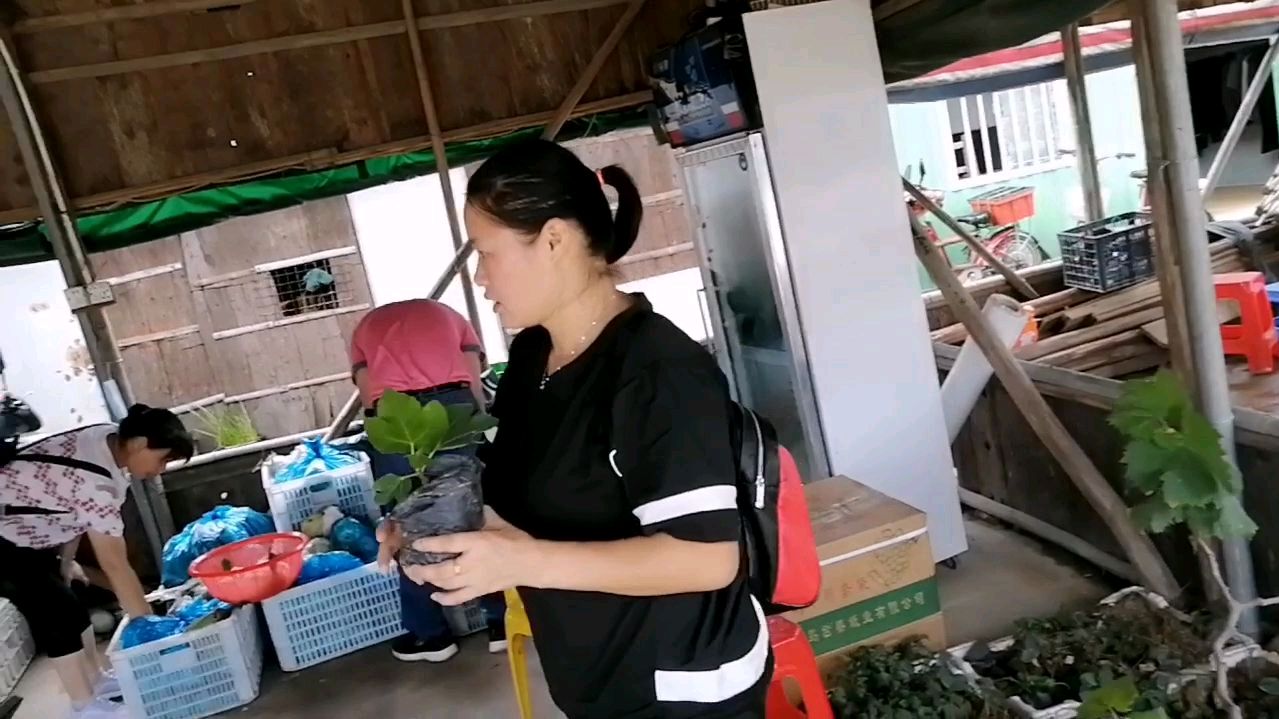 阿红买了一棵无花果苗回家种,结果花盆太小了,种下去看着好丑哦