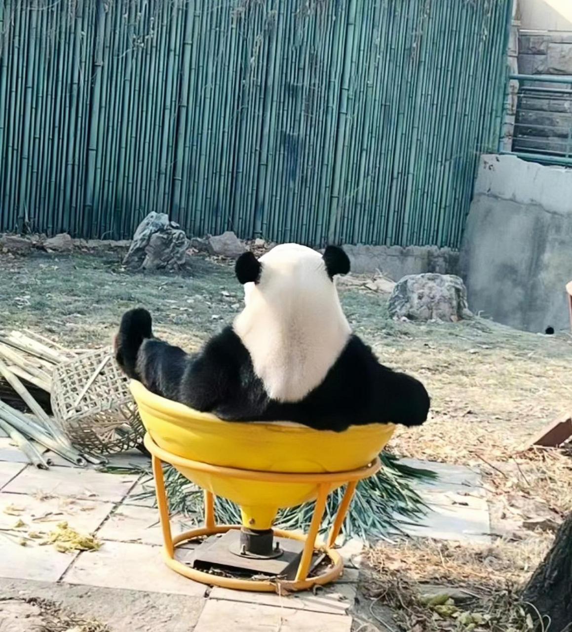 萌兰:园长他揪我耳朵[捂脸][捂脸]#熊猫