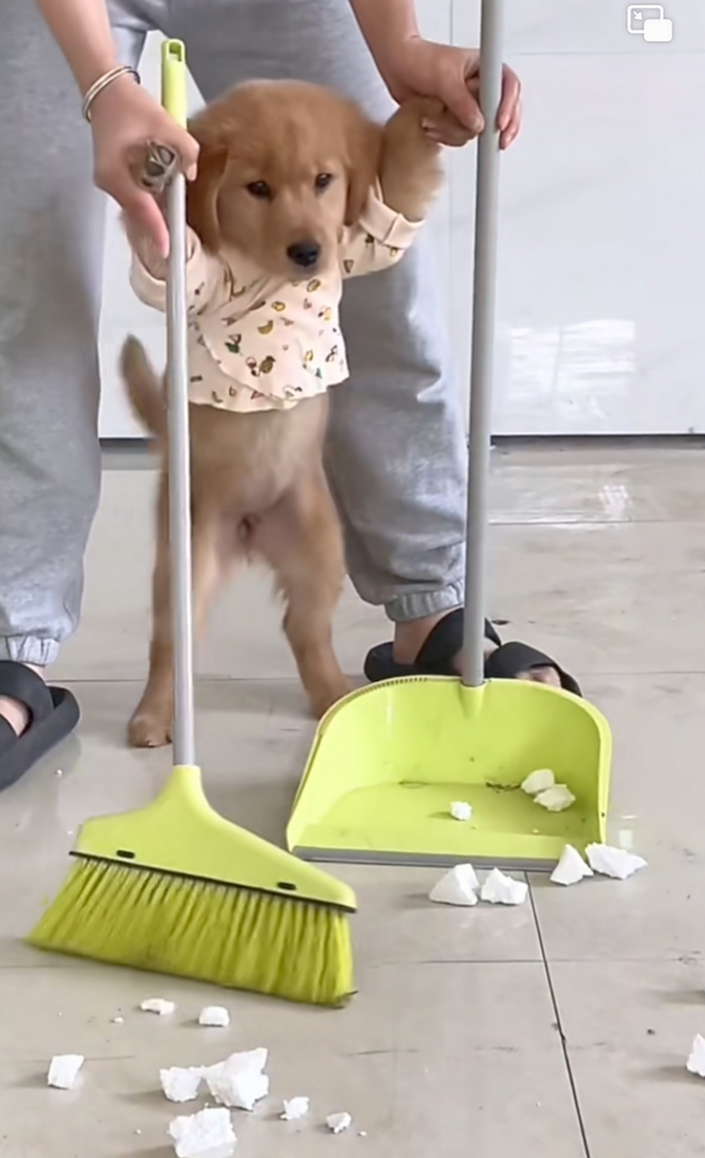 主人教狗狗扫地