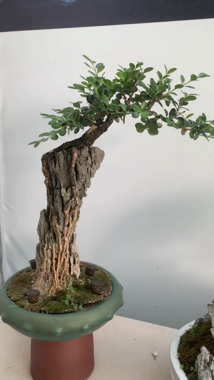 分享一盆附石黄杨,精致而美