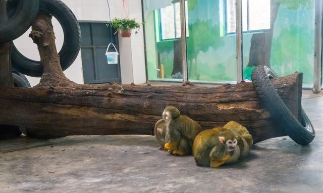 西北最大的野生动物园,各种奇葩动物刷新你的认知,你想来吗