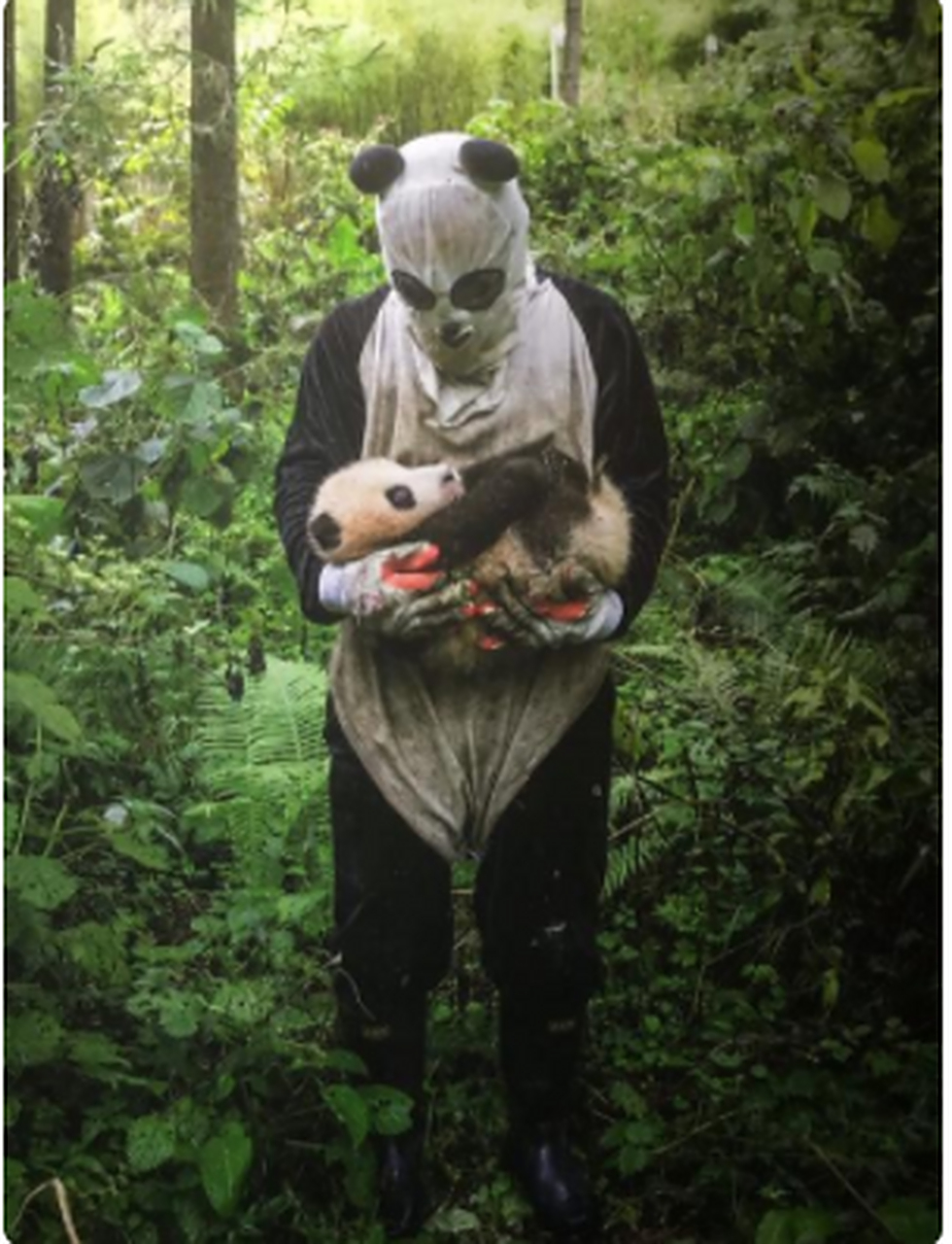 这是野培准备野放的熊猫,如果培训合格就会把它放归野外,从小就不要让