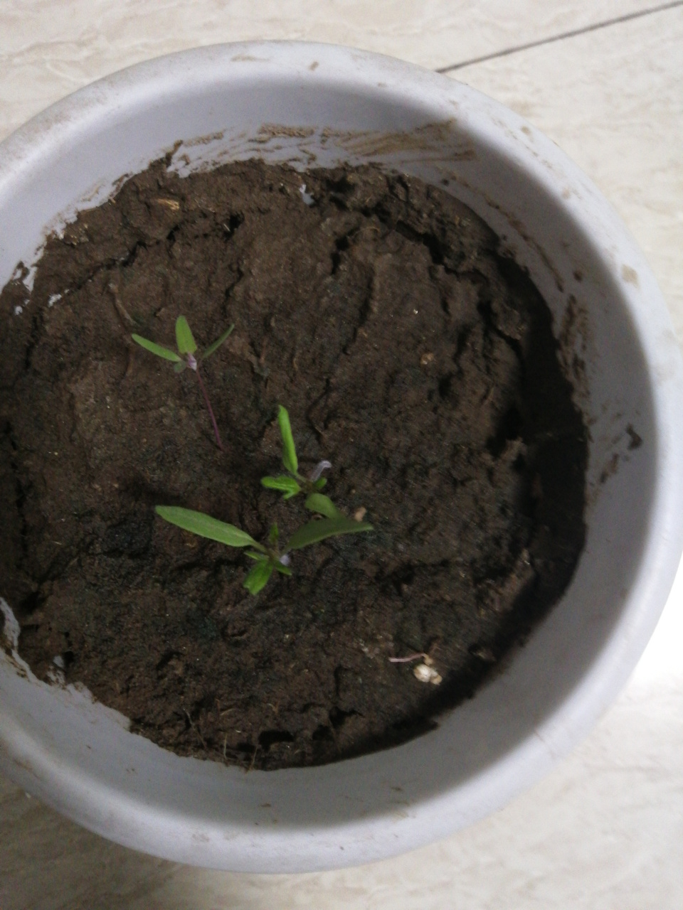 前些天栽种的小西红柿种子,发芽了,好期待.[欧耶]