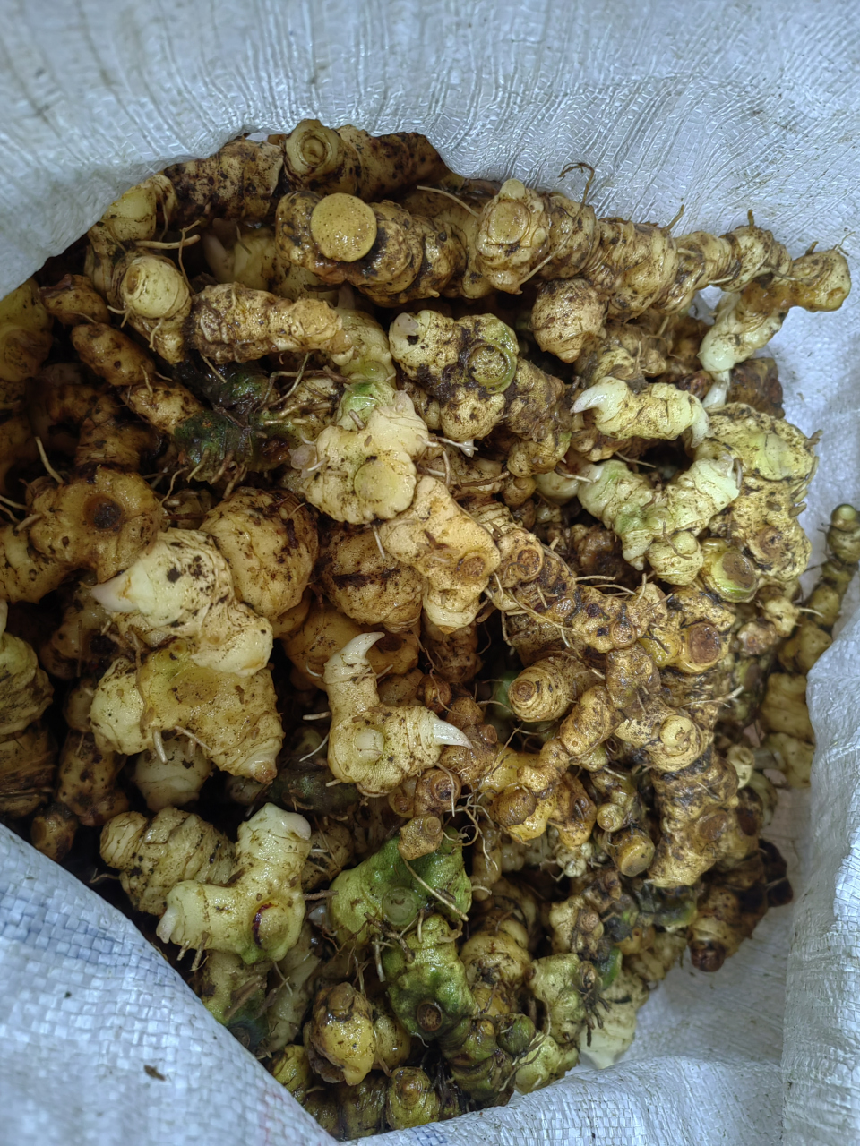 老家的山货,野生黄精!