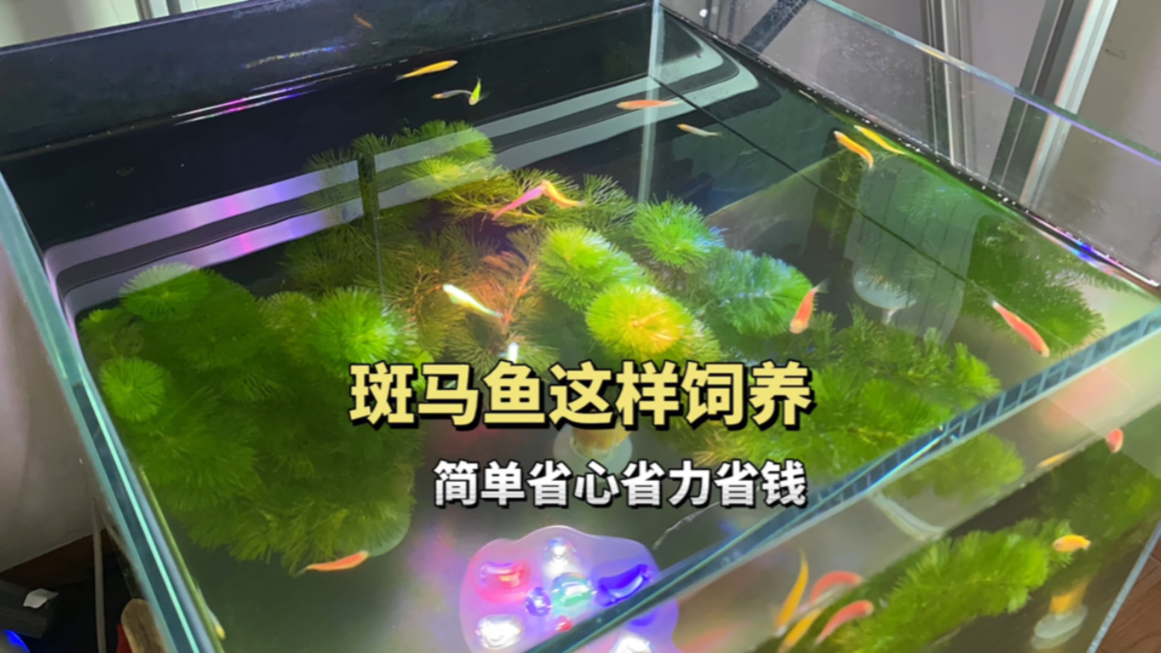 养鱼新手可以这样饲养斑马鱼,简单省心省力