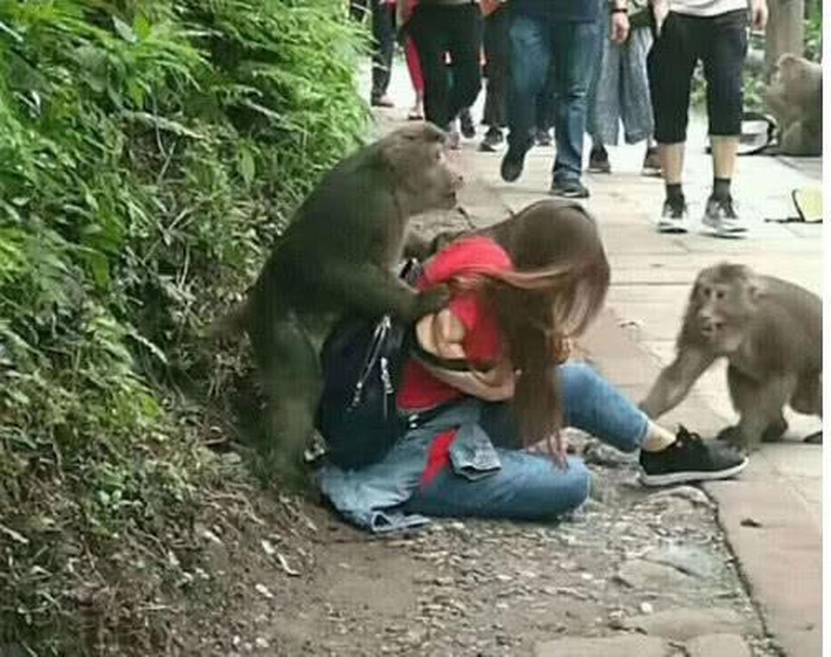 妹子爬山遭猴子"耍流氓"!网友:大王,压寨猴母已找到!