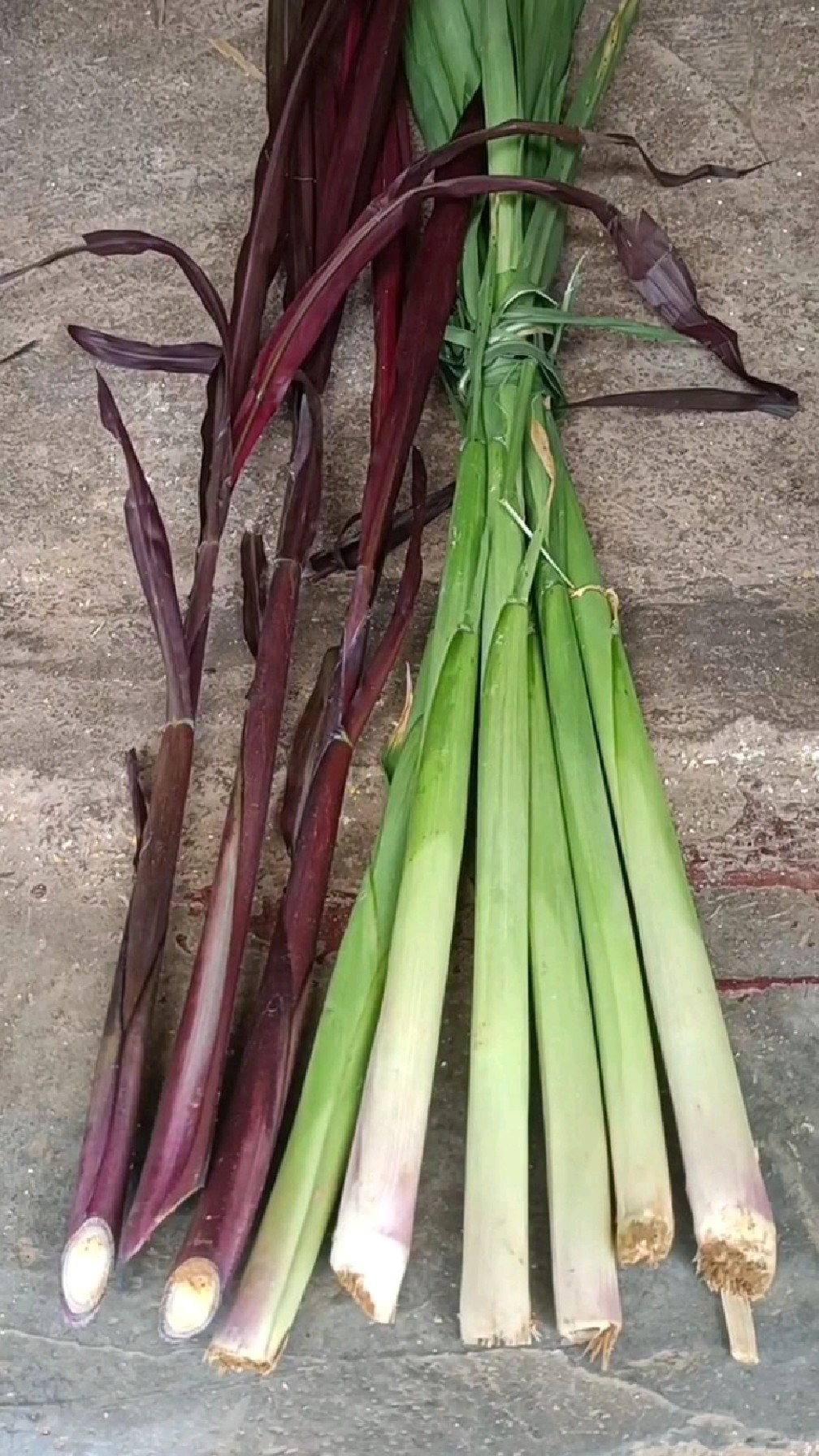 红象草甜象草,发出来的小芽做一道美食