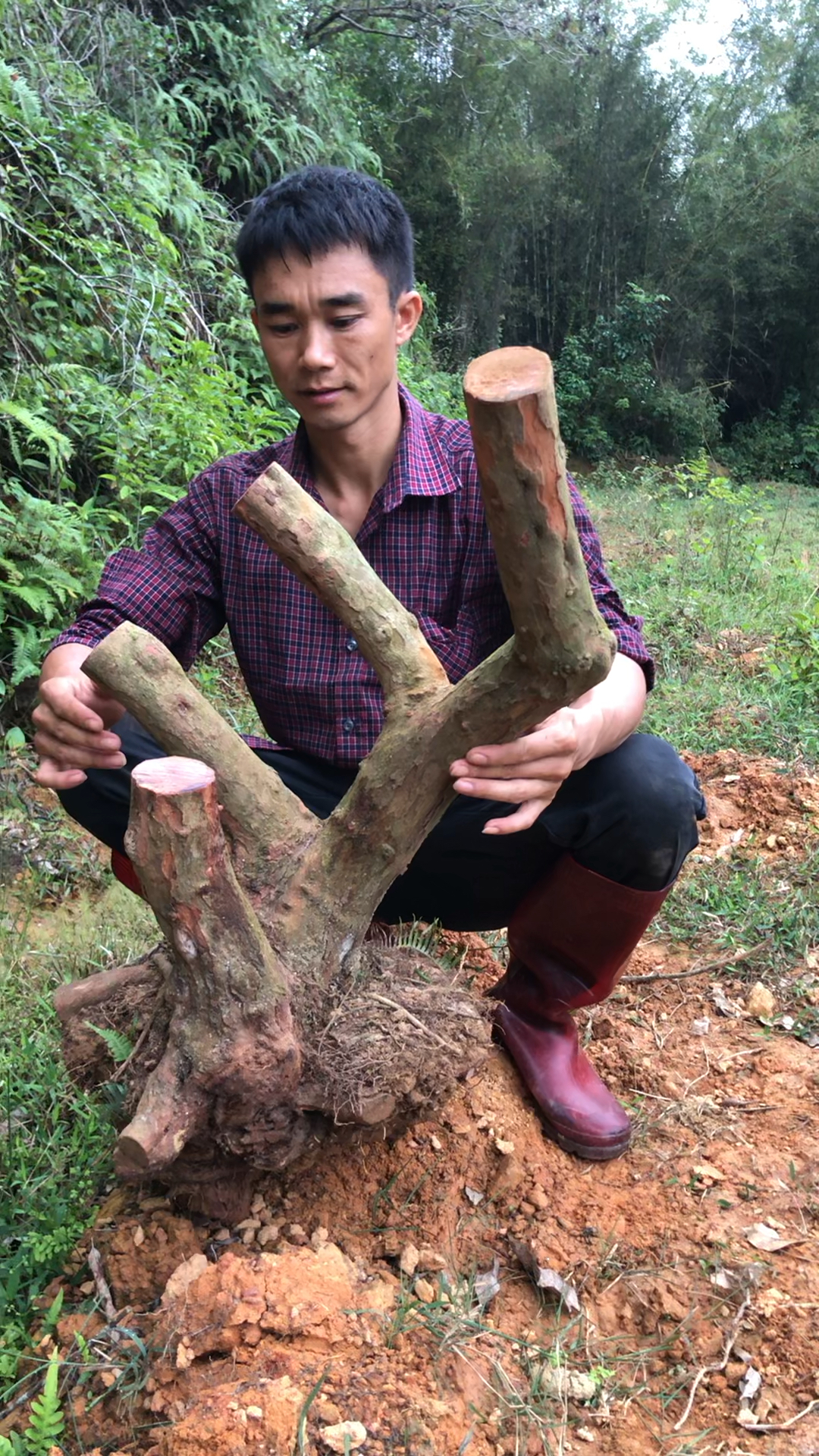 桃金娘超大桩头,盆景素材