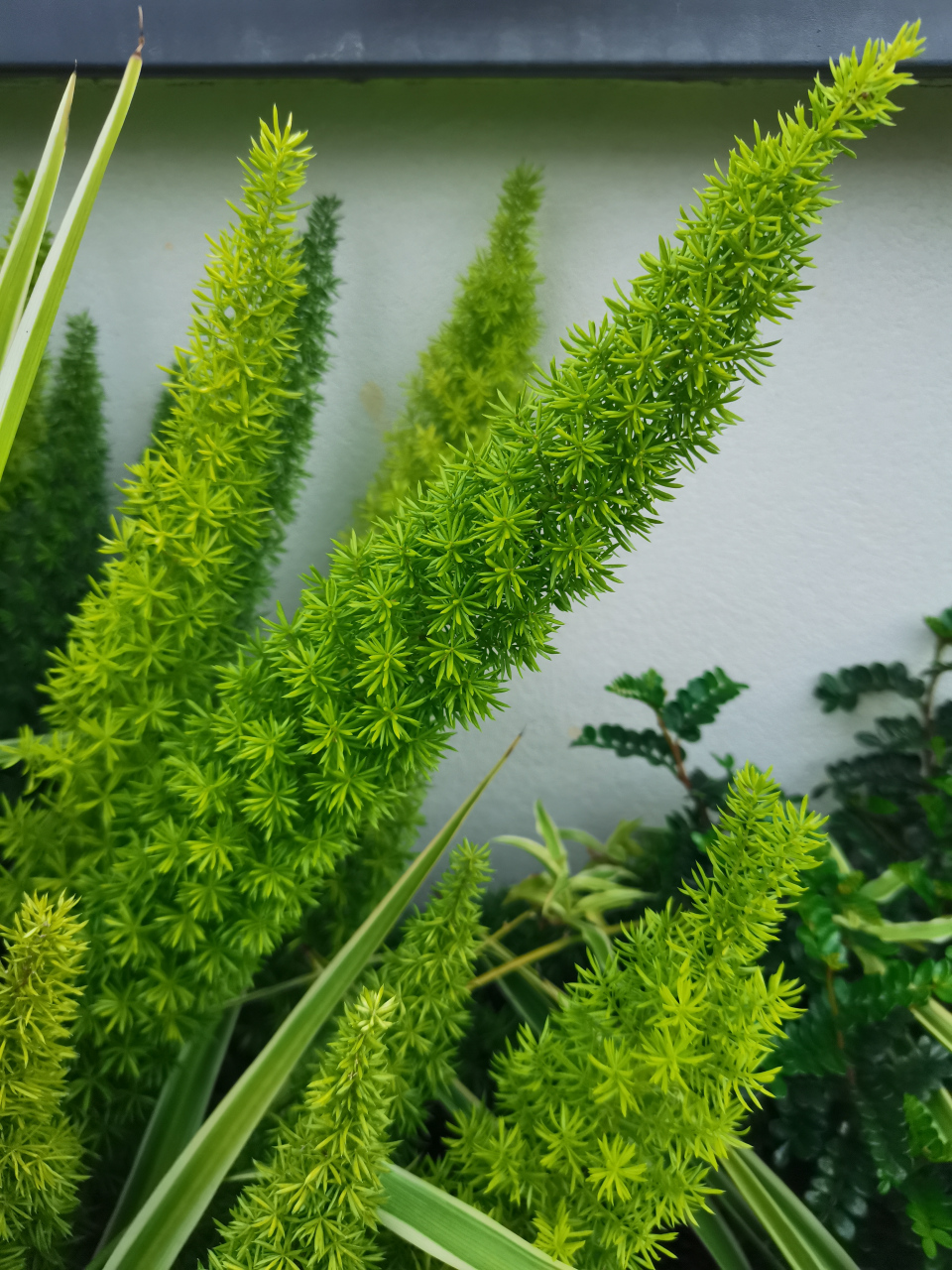 天门冬 中药名,天门冬科天门冬属多年生草本植物,入药部位为其根茎.