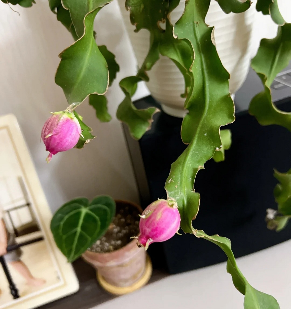 昙花开花大家都见过吧?但它结果是怎么样的,你知道吗?