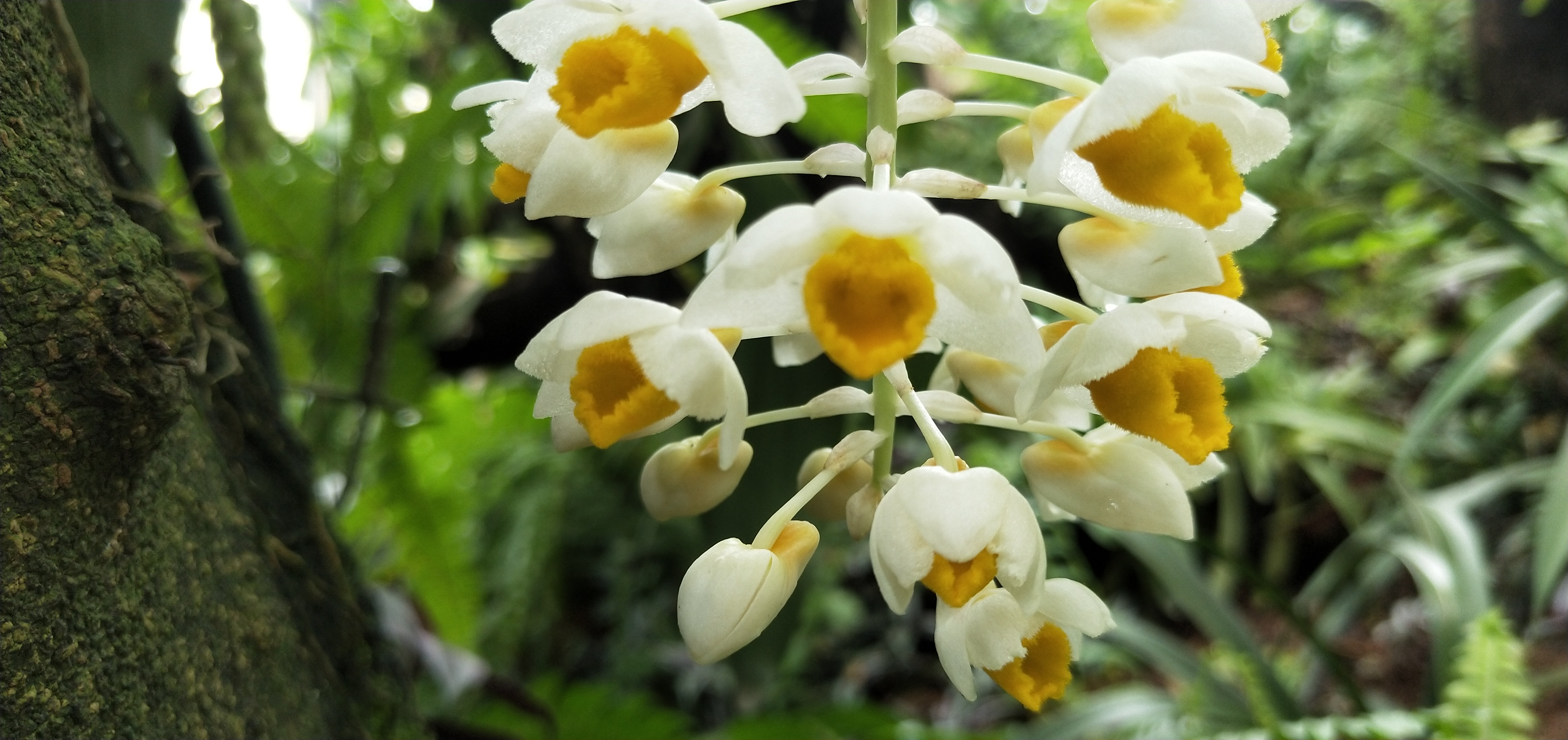 球花石斛花色鲜艳寓意高远