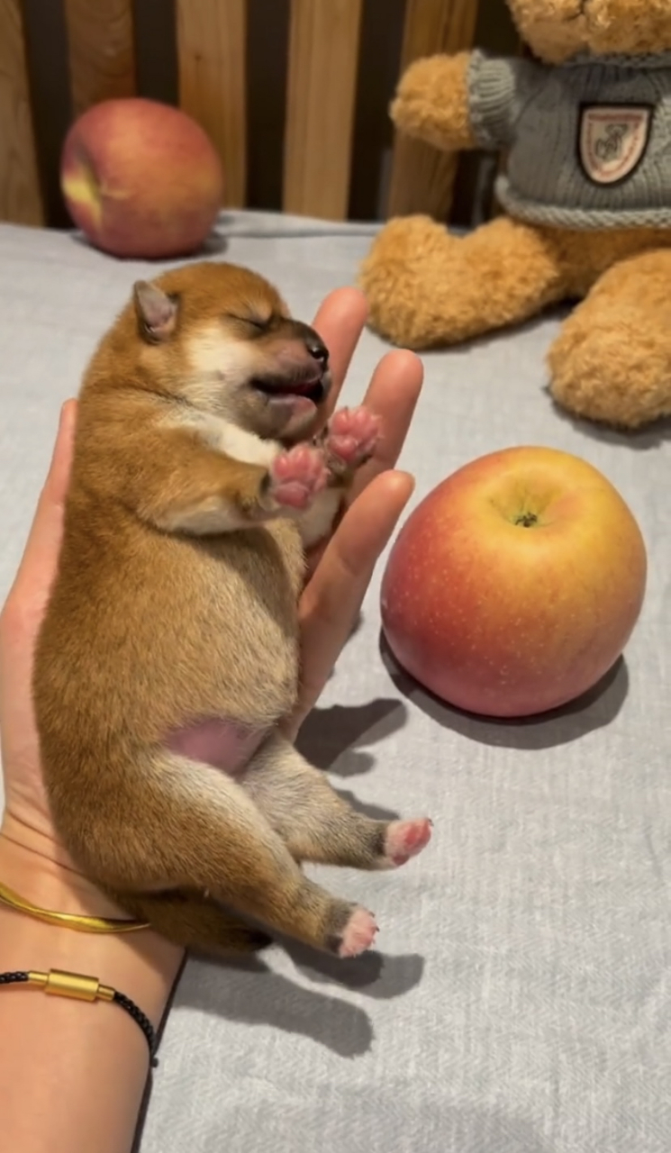 刚出生4天的柴犬宝宝,连小爪子都是粉粉嫩嫩的,这也太可爱了吧.