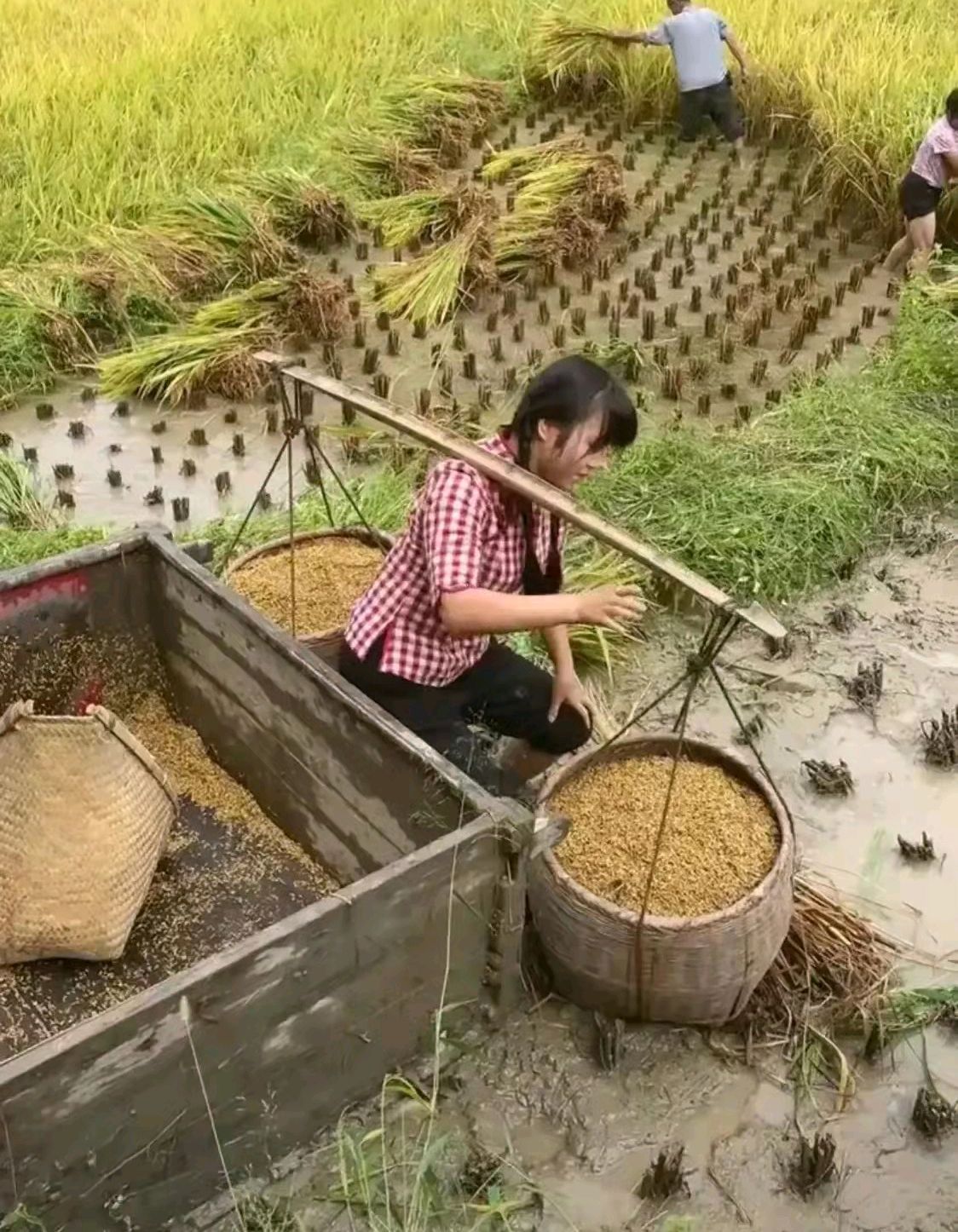 弱小女儿回家帮父母,细肩竟挑百斤稻谷,真是穷人家的孩子早当家