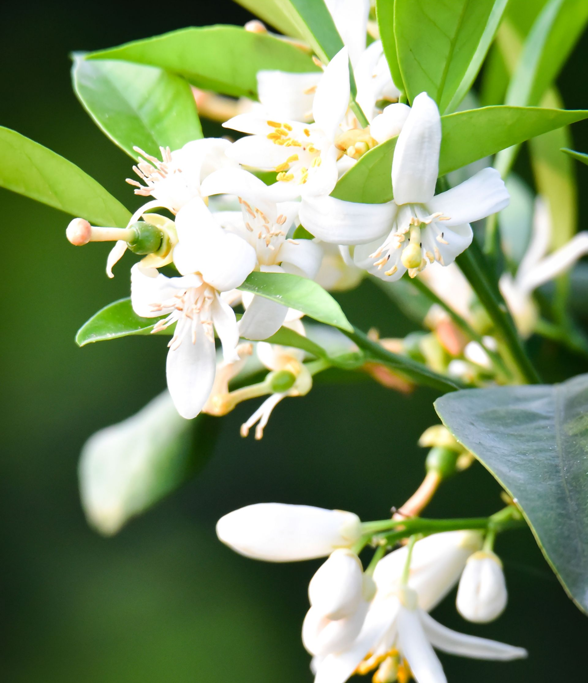 新会茶枝柑的这个部位竟然也能养生!