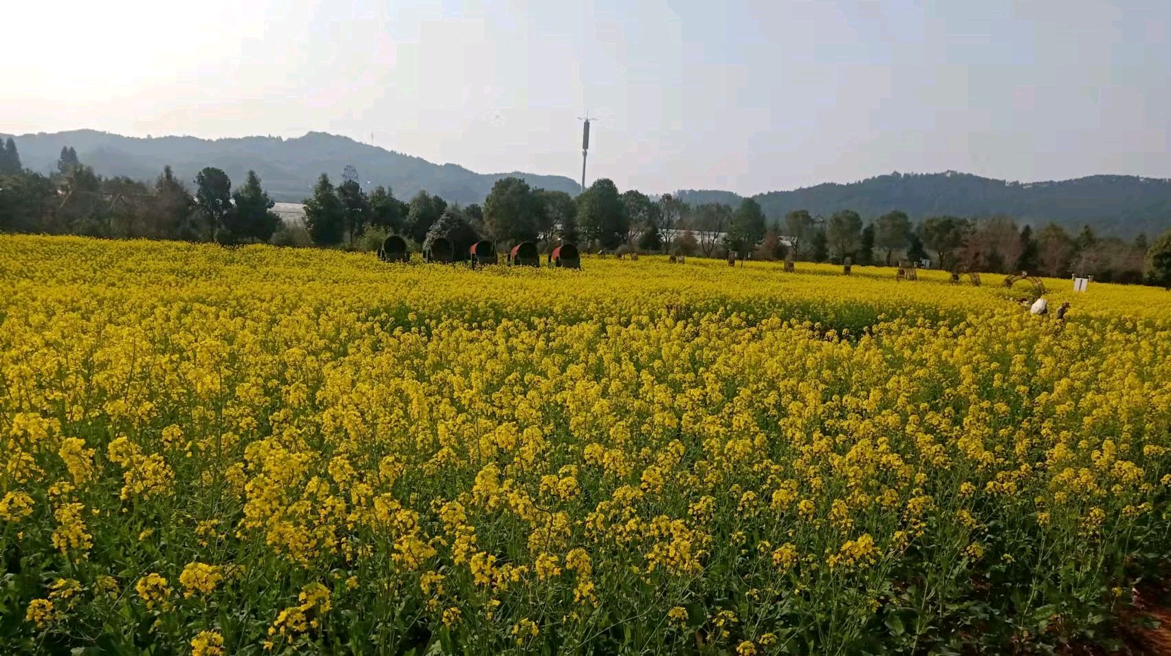 武夷山五夫镇油菜花景观