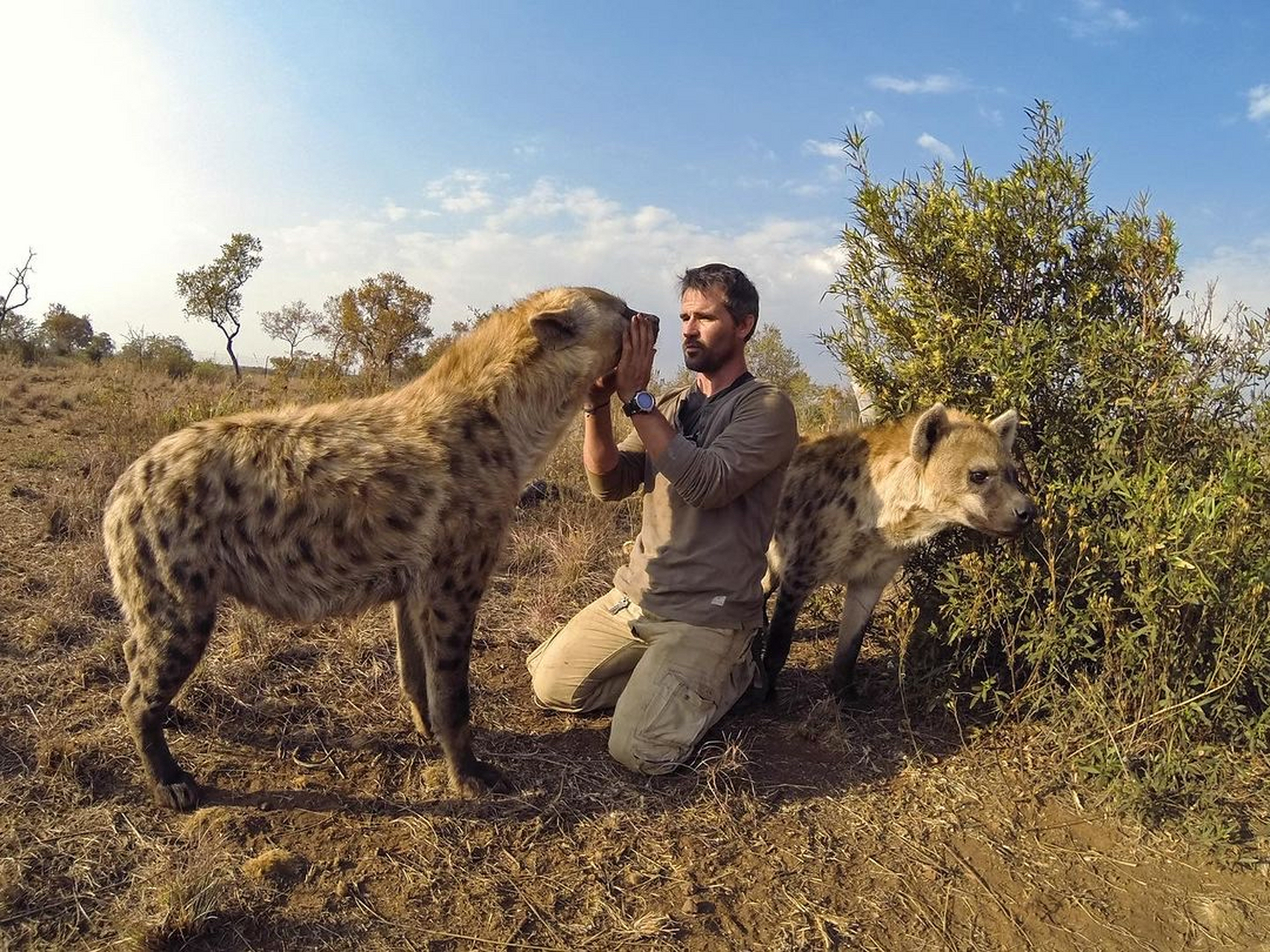 另外我想不明白为什么有人会觉得自己能徒手杀死鬣狗呢?