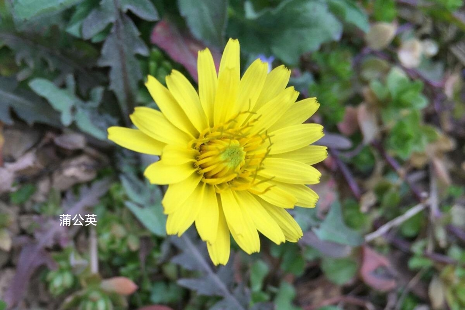 分享图片:黄鹌菜与蒲公英.