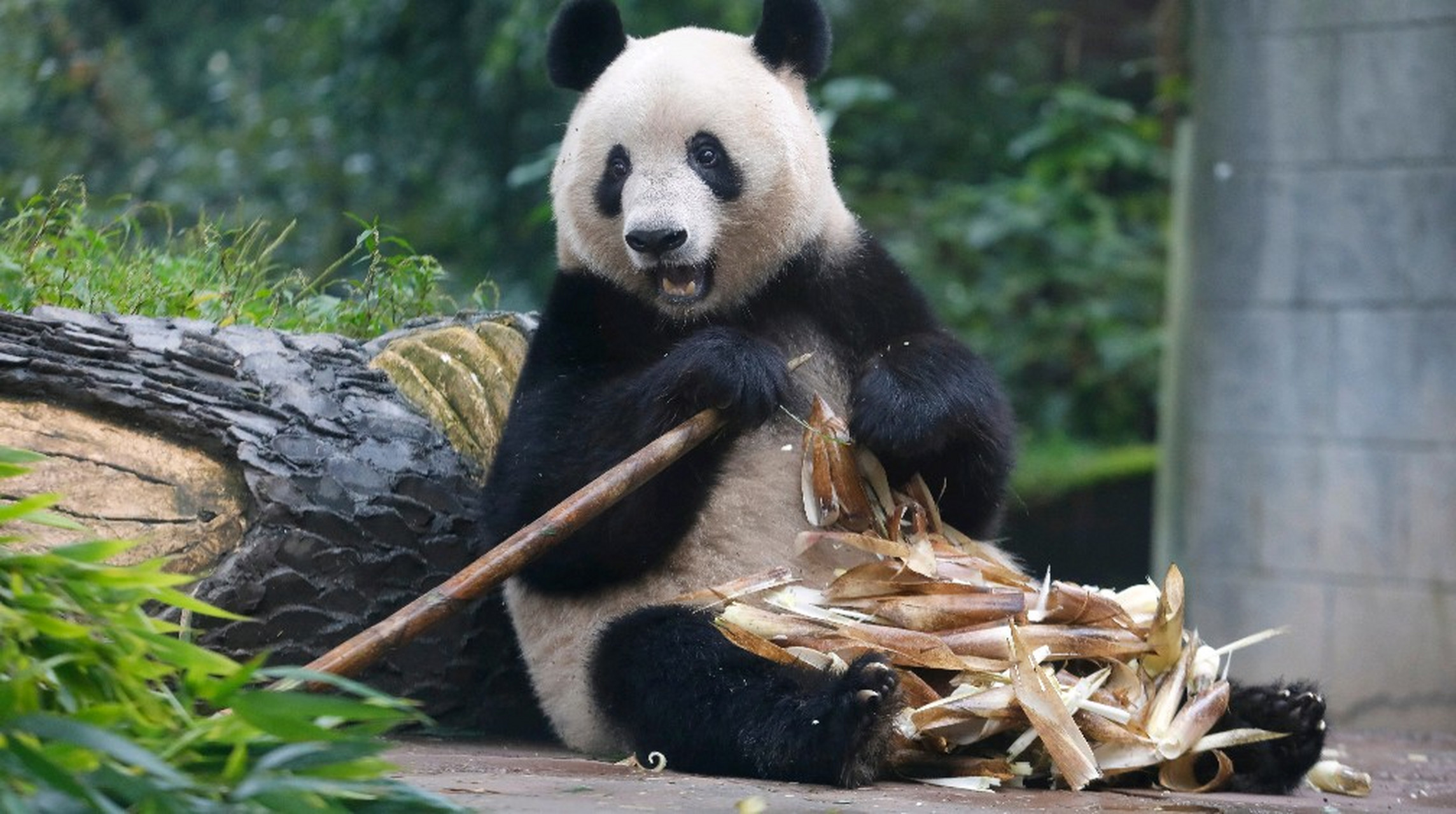 大熊猫香香公主驾到! 太漂亮了! [色][色][色][色][色][色][色]