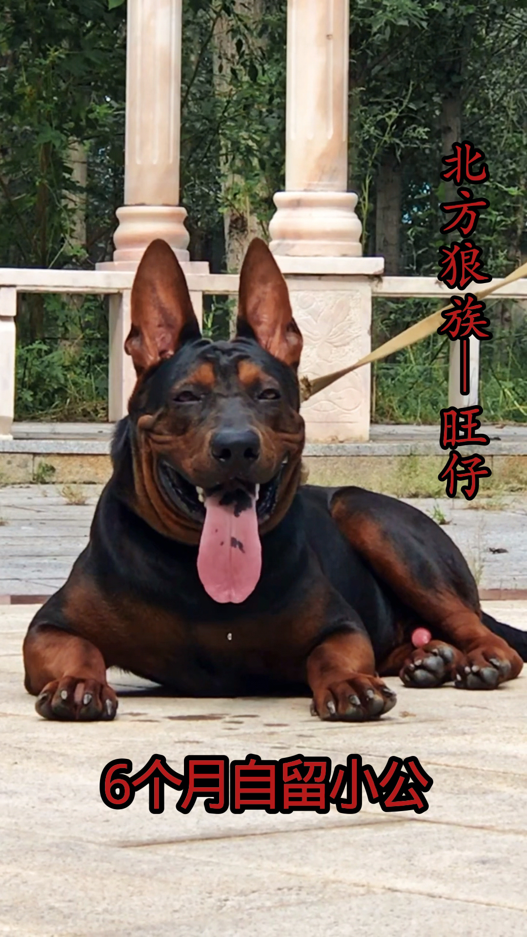 国产大狼犬莱州红犬,6个月自留小公-旺仔