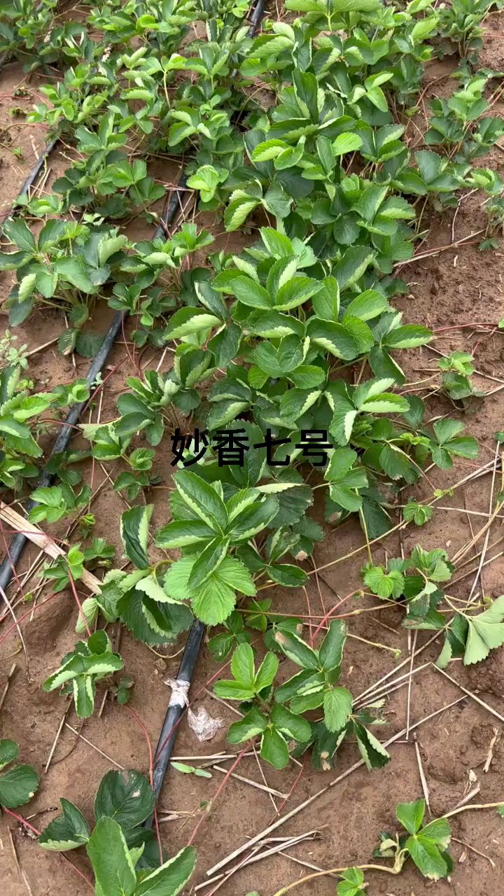 妙香七号草莓苗!雨后实拍,排水畅通,无水淹!秋季出圃!