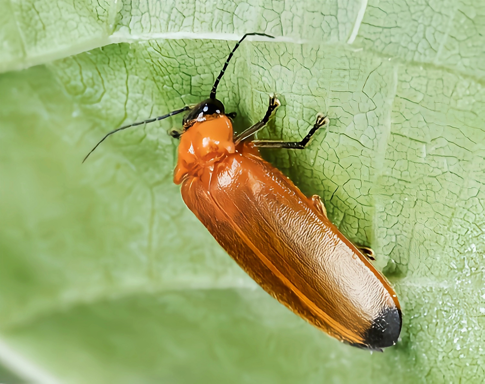 大端黑萤是一种常见的萤火虫.成虫体长1.1-1.4厘米.