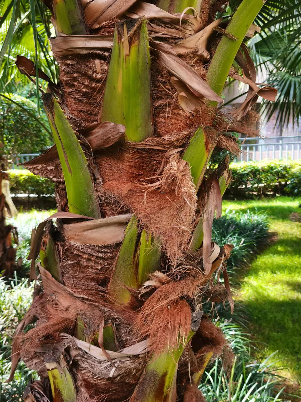 蒲葵(扇叶葵,葵树,华南蒲葵)  99棕榈科蒲葵属木本植物.