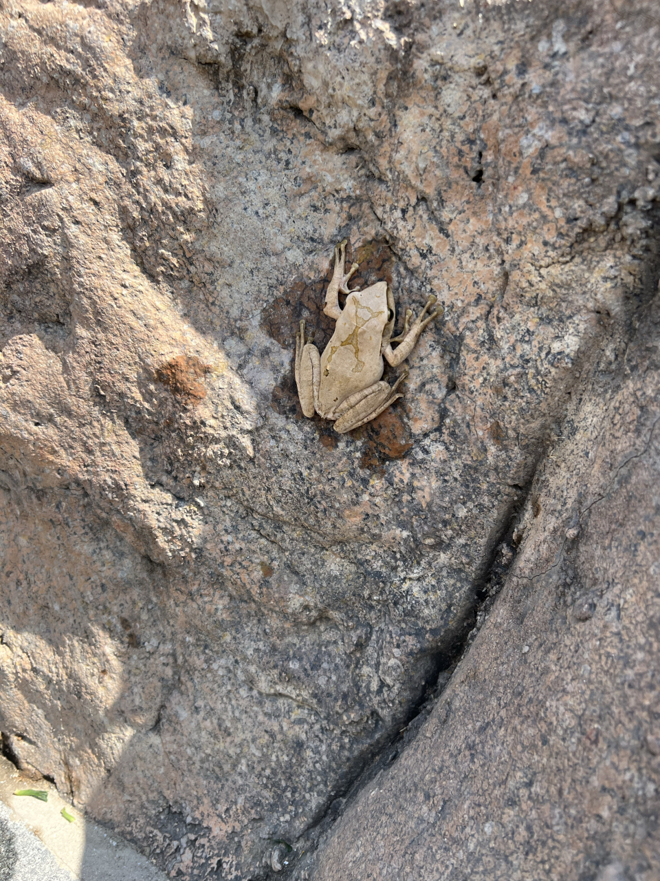 这是什么蛙?  山上偶遇一只全身皮肤灰色的青蛙(?