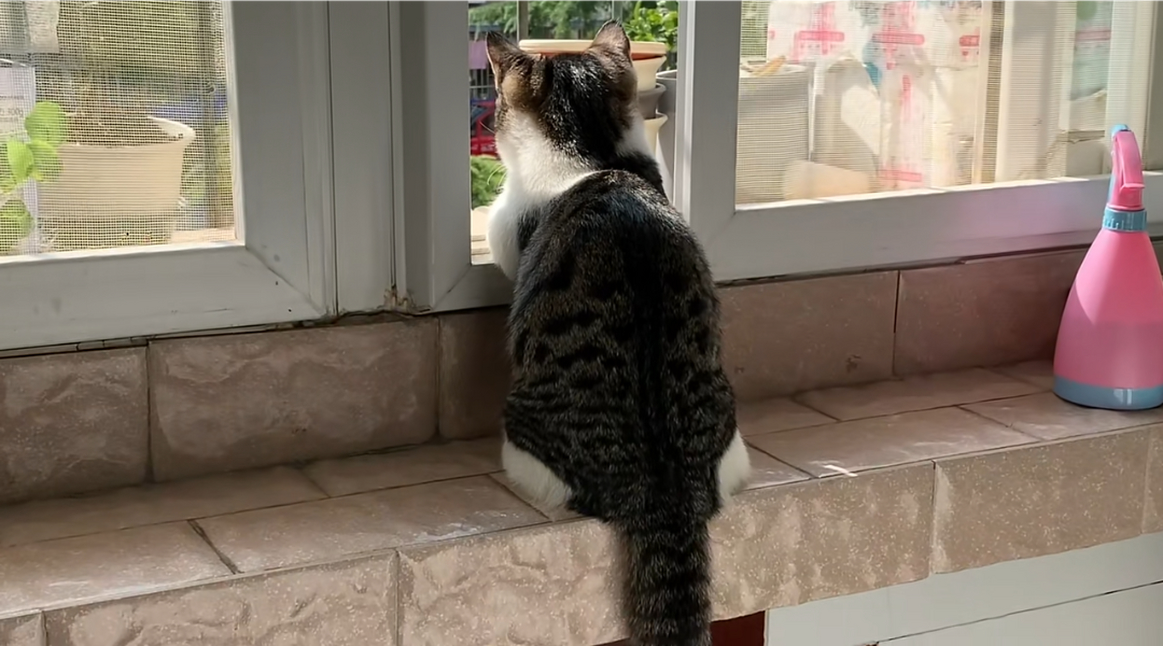 小猫咪趴在窗边看风景,也不知道它的小脑袋瓜子里在想什么,真是可爱死