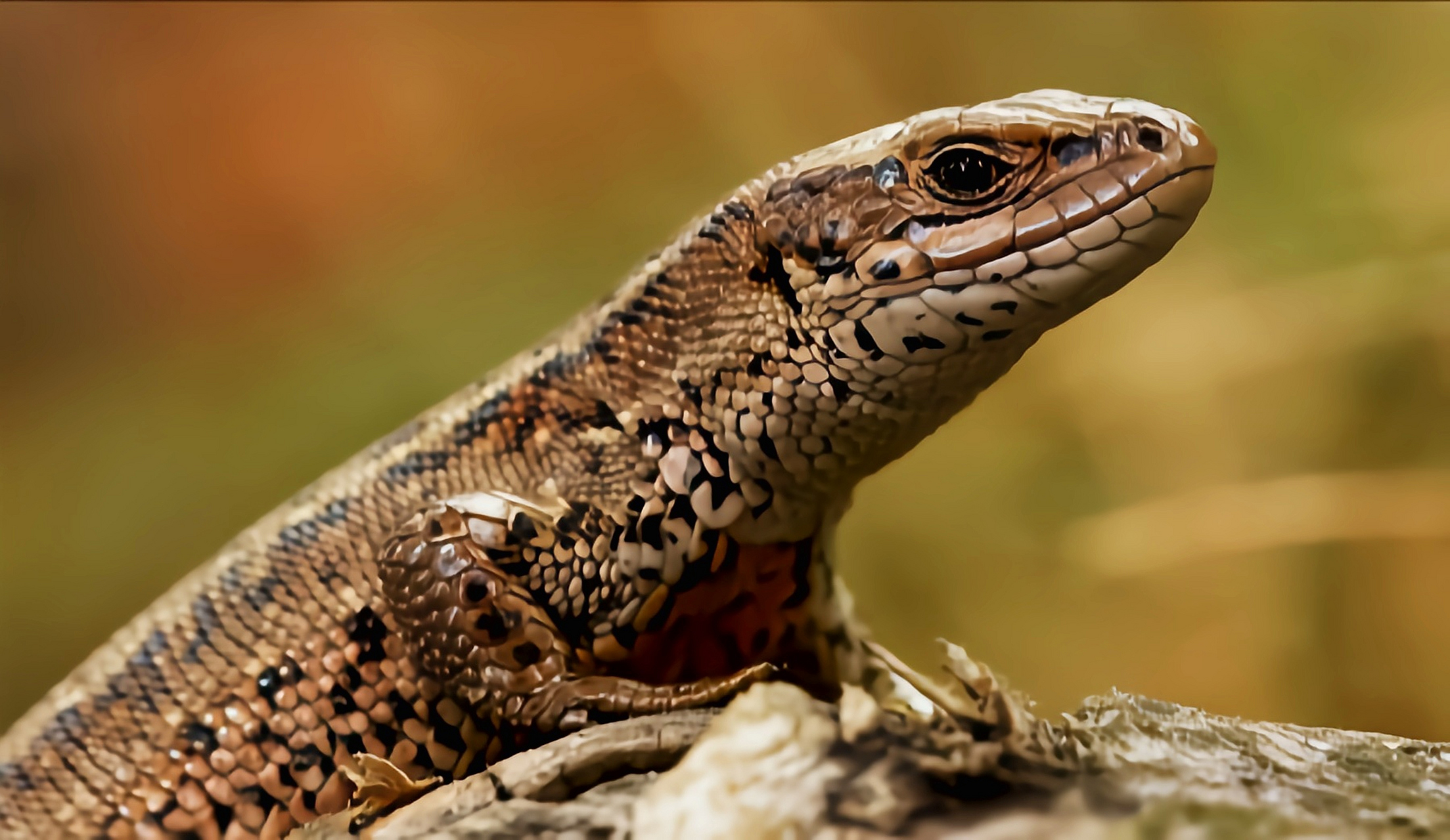 每天认识一种动物——胎生蜥蜴 胎生蜥蜴原产于我国黑龙江,新疆等地