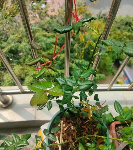 蚯蚓其实挺好的 松土对根系很好