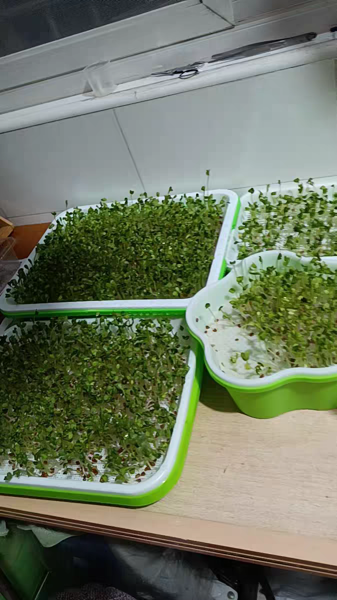 教你怎样种植水培萝卜芽苗菜