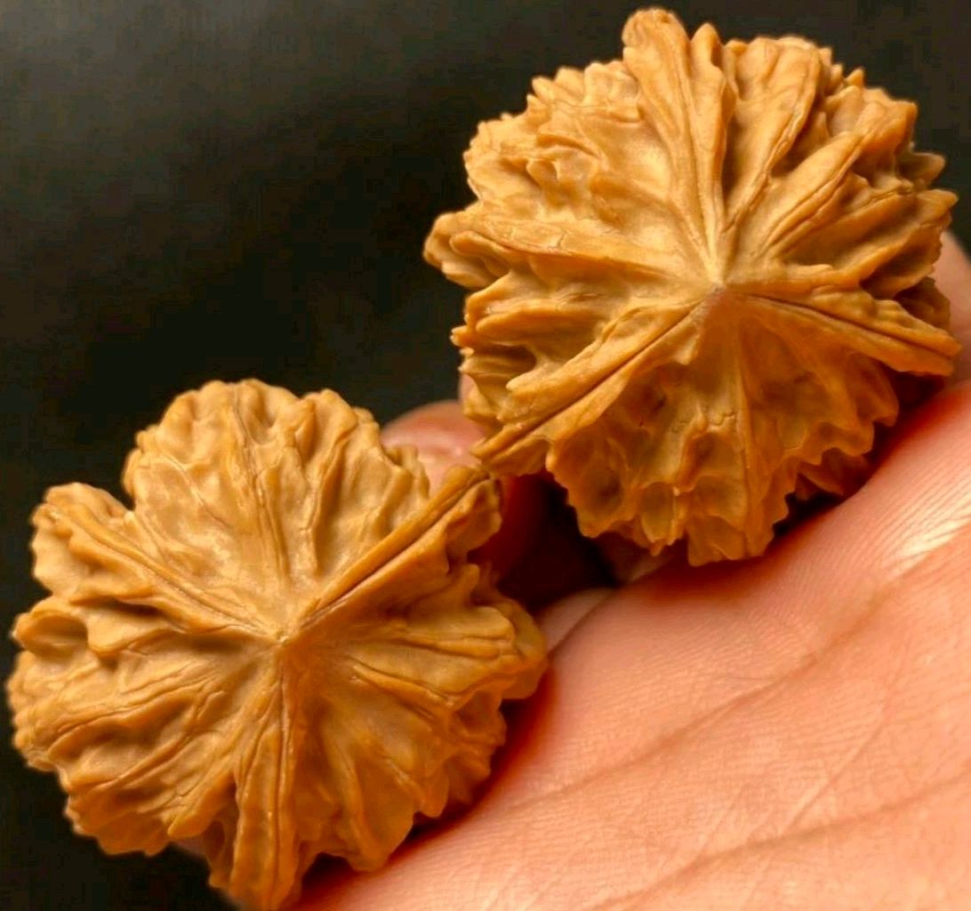 150种文玩核桃品种分享之117:七山三棱