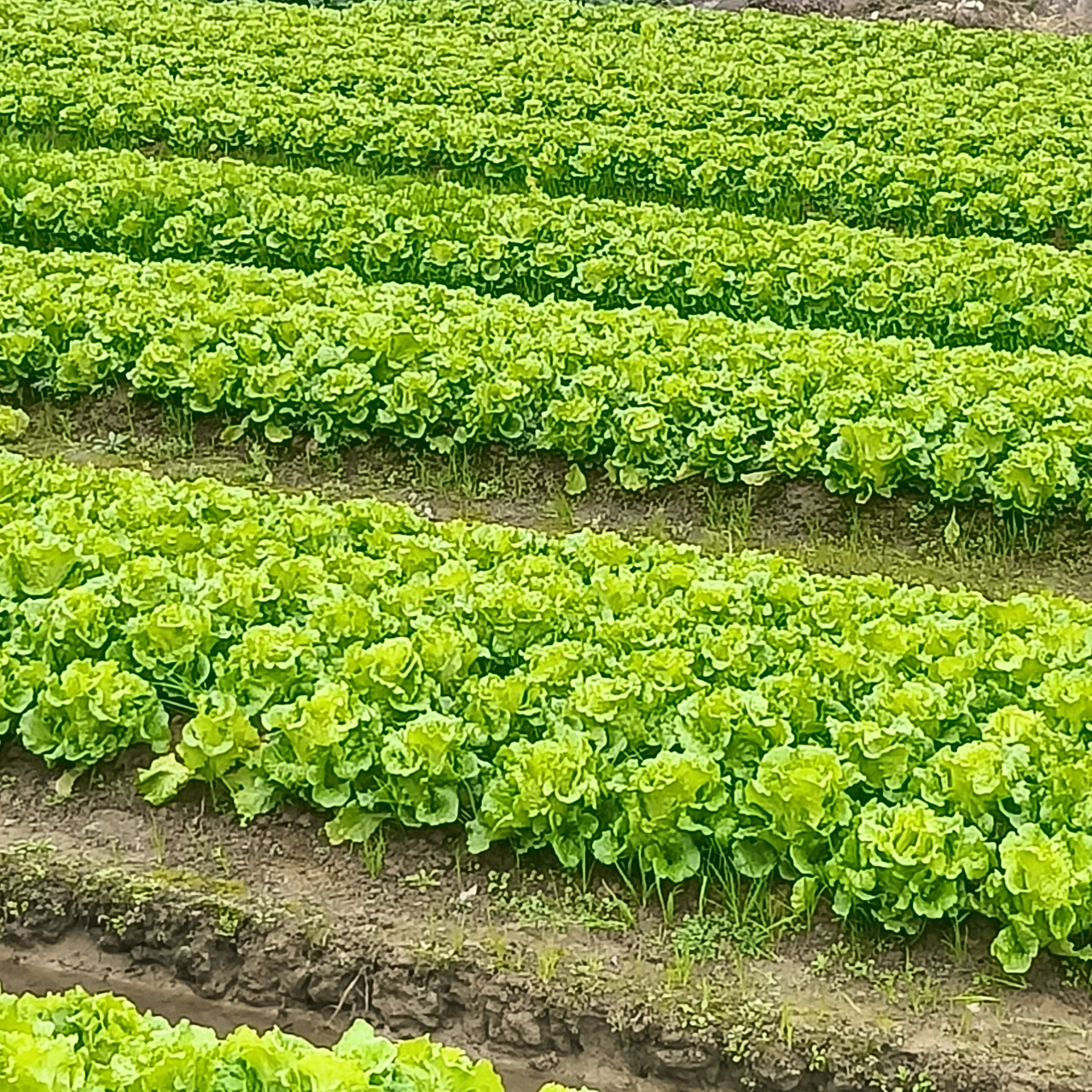 绿油油的菜地,就是新鲜