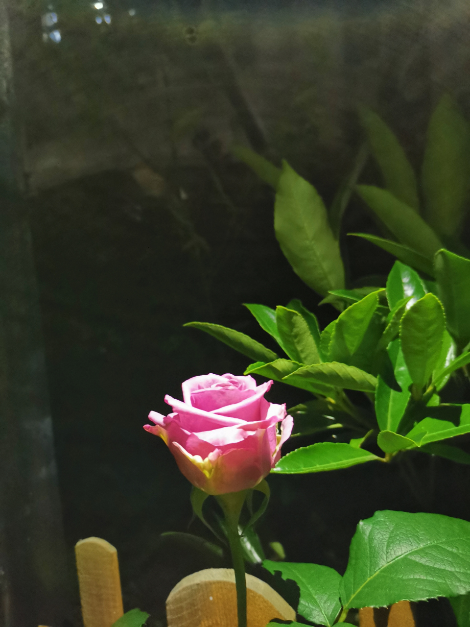 人间爱圆月 逐光过夜半 物终落幽冥 抱黑结珠胎 形影知守拙 明灭出镜