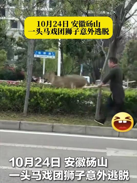 10月24日 安徽砀山一头马戏团狮子意外逃脱