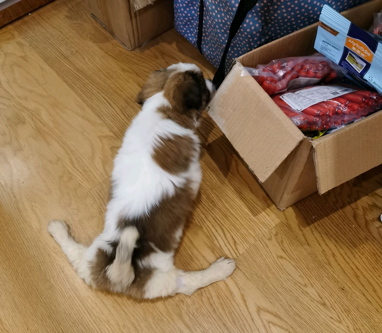 小奶狗来家里的第四天