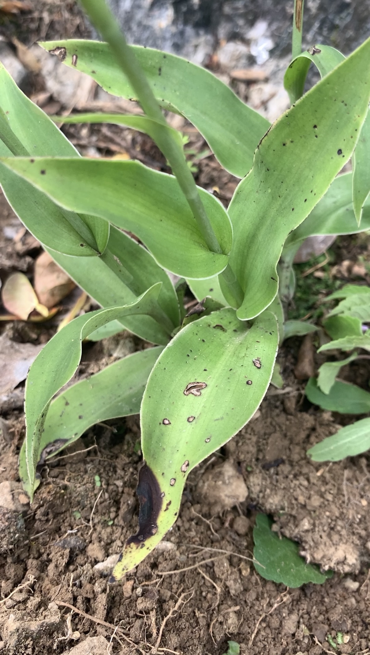 植物,你一定要认识一下,因其它的根部长得像个大腰子,故名为双肾草,双
