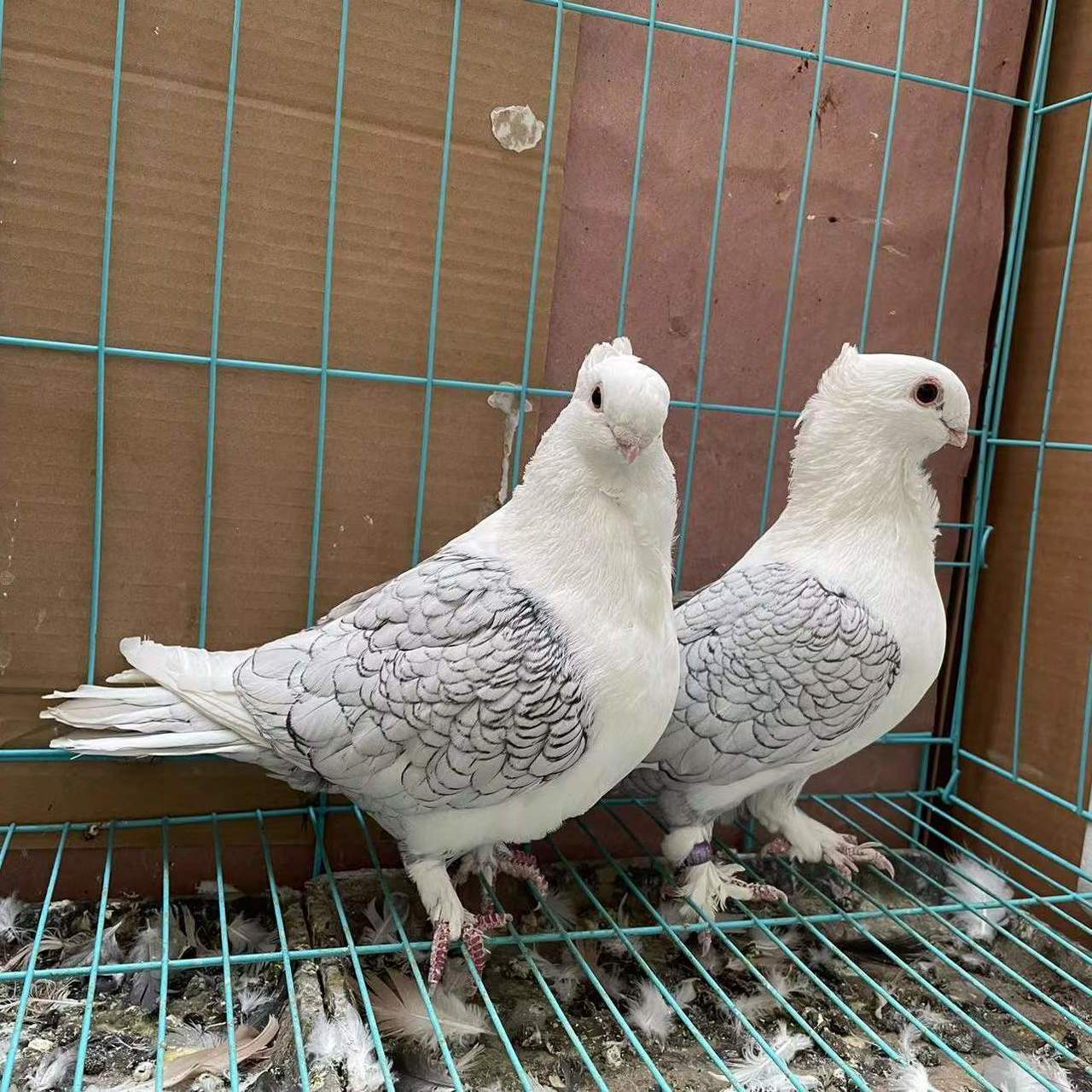 淑女鸽,宠物分享!